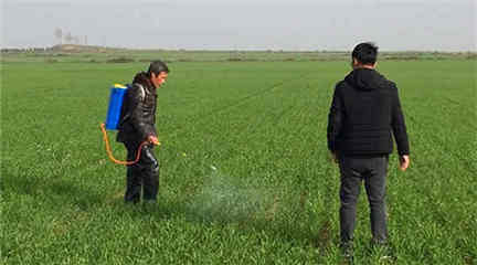 小麦春季管理▏病虫草害▏科学施肥▏预防冻害